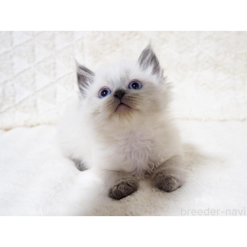 商談中の大阪府のサイベリアン-135399の5枚目