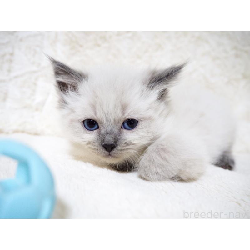 商談中の大阪府のサイベリアン-135399の4枚目