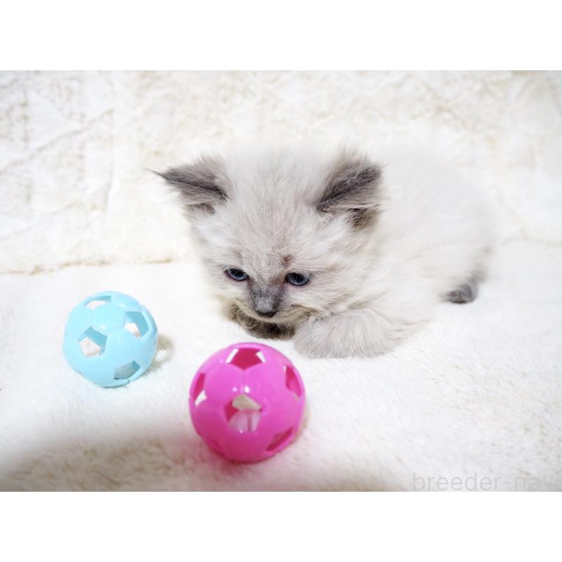 商談中の大阪府のサイベリアン-135399の3枚目