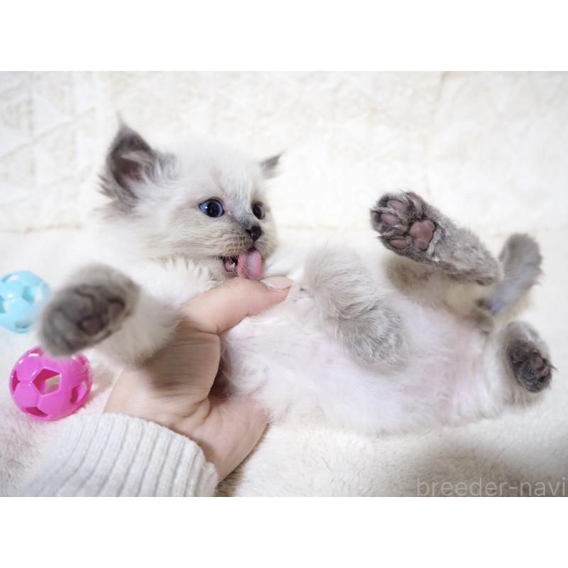 商談中の大阪府のサイベリアン-135399の2枚目