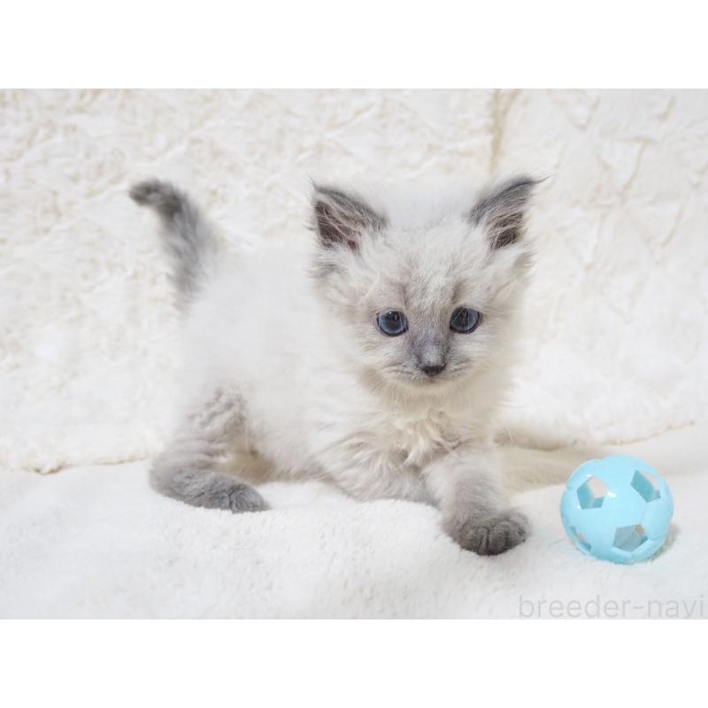 成約済の大阪府のサイベリアン-135400の11枚目