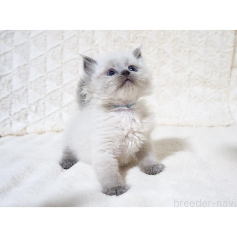 成約済の大阪府のサイベリアン-135400の10枚目