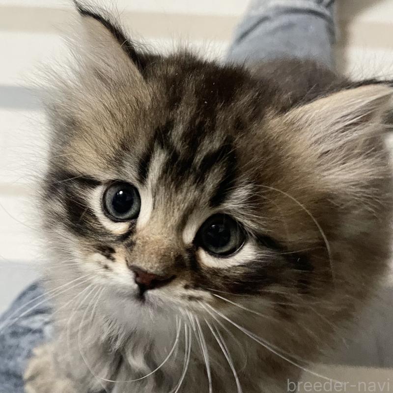 販売中の愛知県のミヌエット-134737