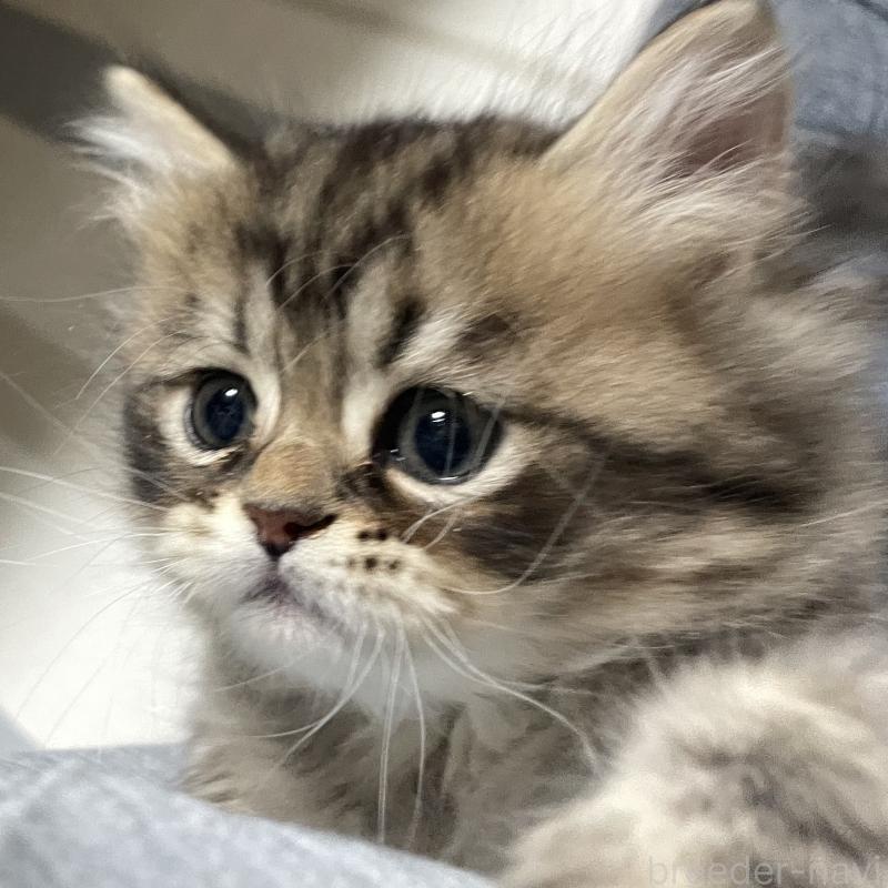 成約済の愛知県のミヌエット-134738の1枚目