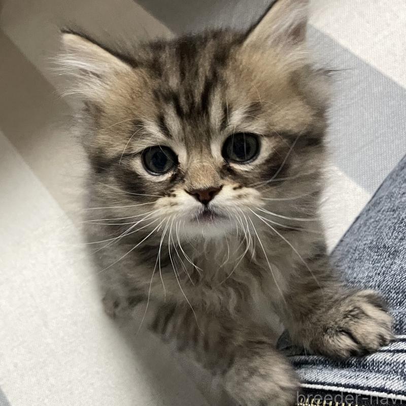 成約済の愛知県のミヌエット-134738の15枚目