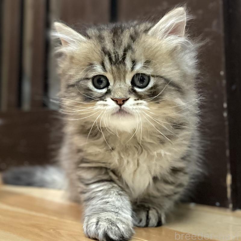 成約済の愛知県のミヌエット-134738の13枚目