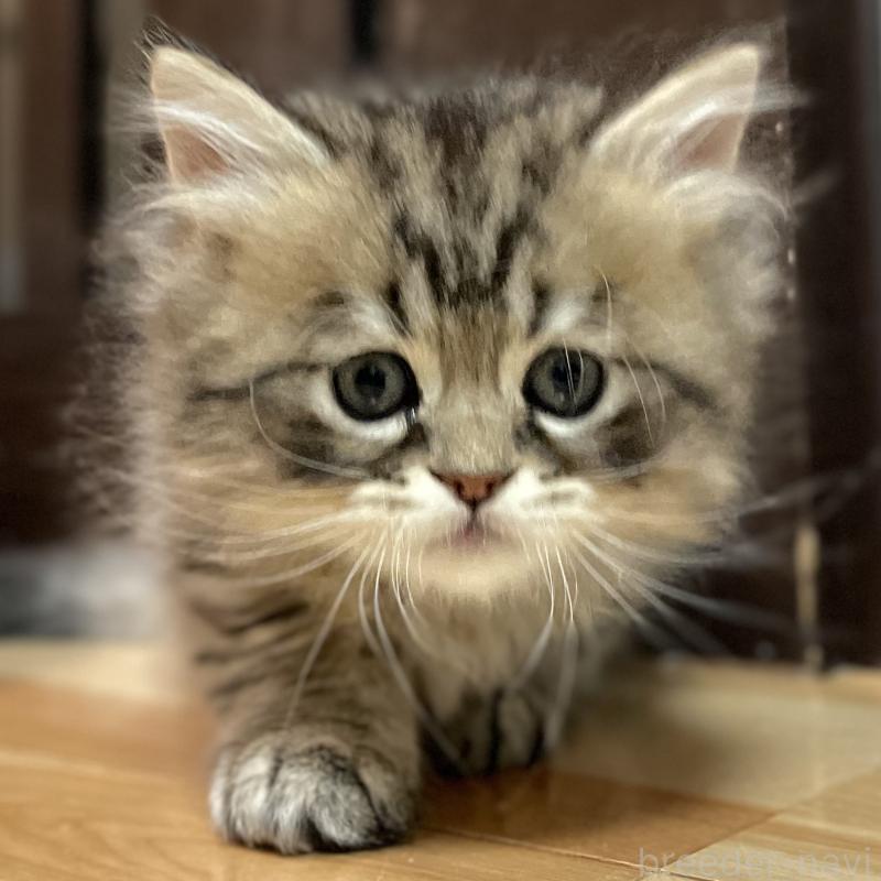 成約済の愛知県のミヌエット-134738の12枚目