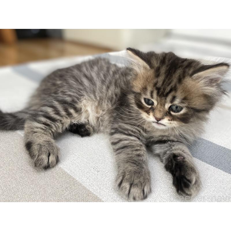 成約済の愛知県のミヌエット-134738の10枚目