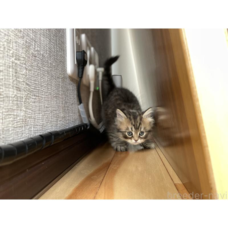 成約済の愛知県のミヌエット-134738の7枚目