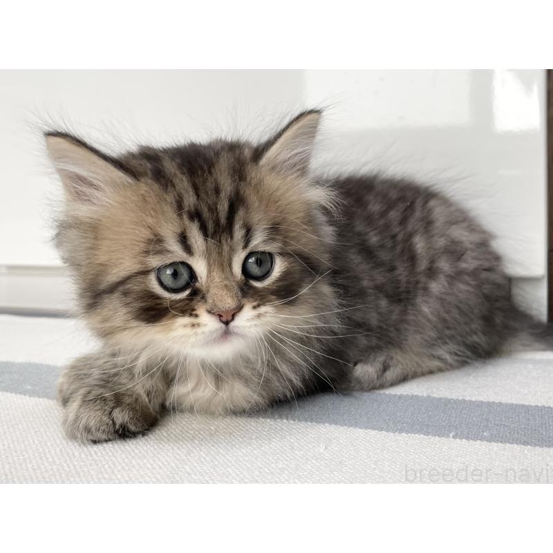 成約済の愛知県のミヌエット-134738の5枚目