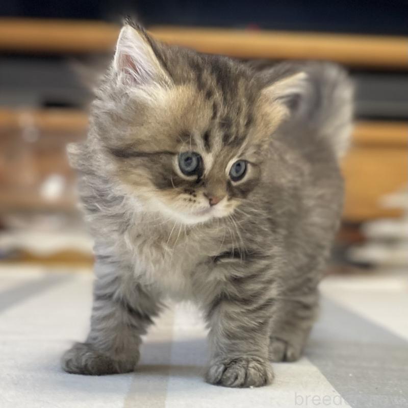 成約済の愛知県のミヌエット-134738の4枚目