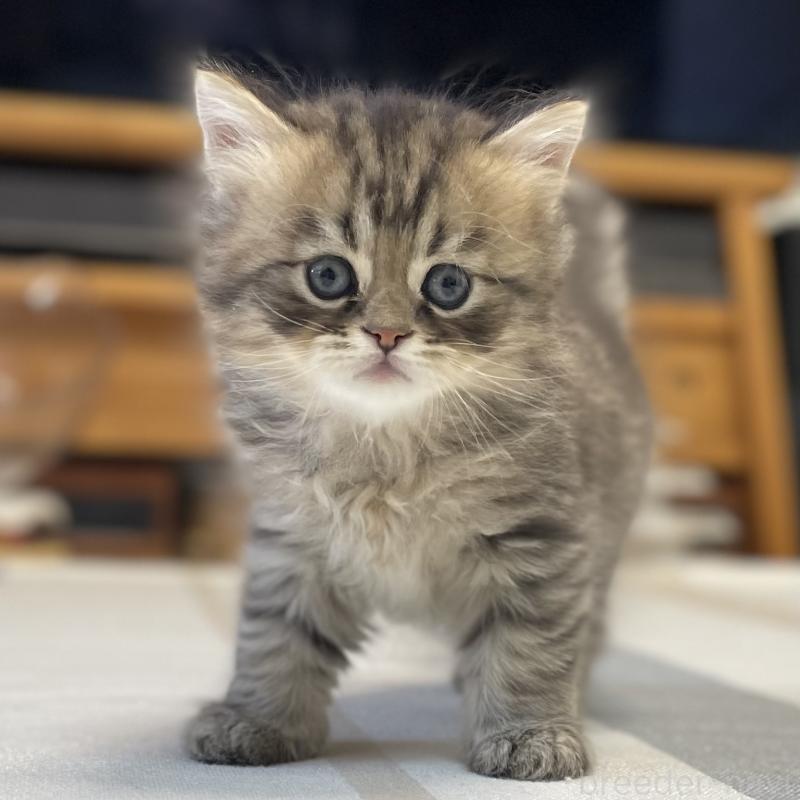 成約済の愛知県のミヌエット-134738の3枚目