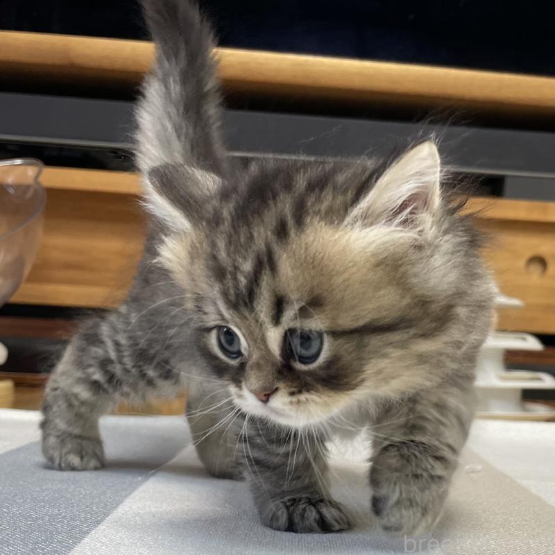 成約済の愛知県のミヌエット-134738の2枚目