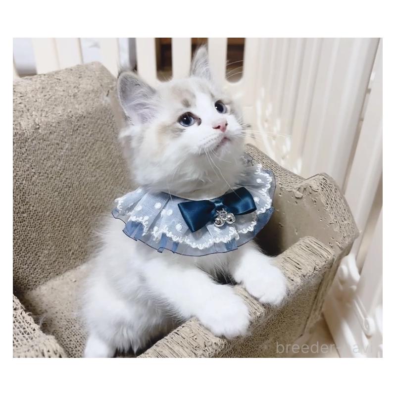 成約済の岐阜県のラグドール-134876の6枚目