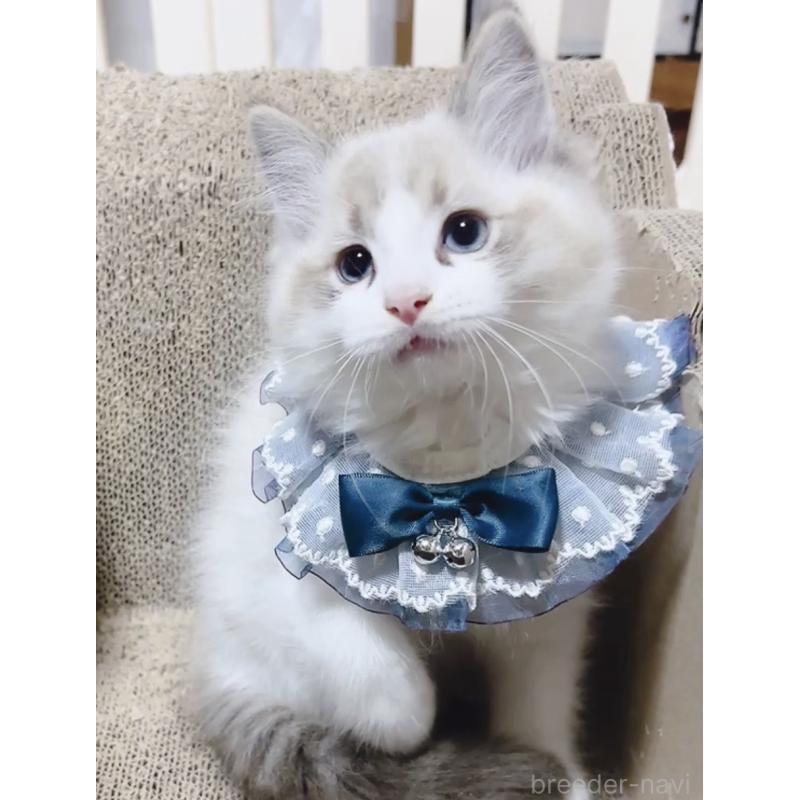 成約済の岐阜県のラグドール-134876の5枚目