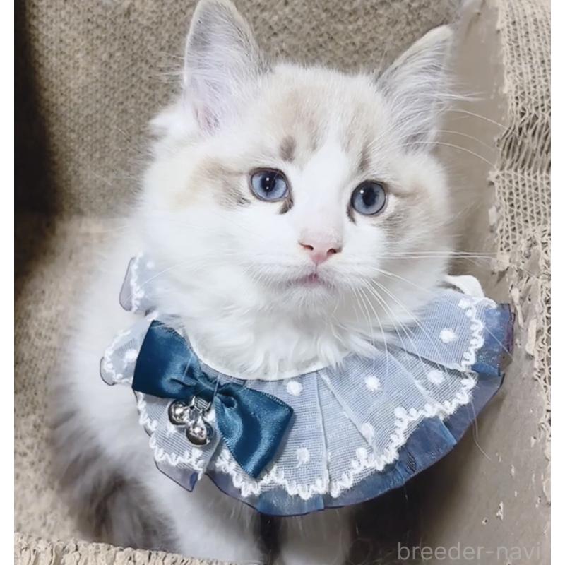 成約済の岐阜県のラグドール-134876の4枚目