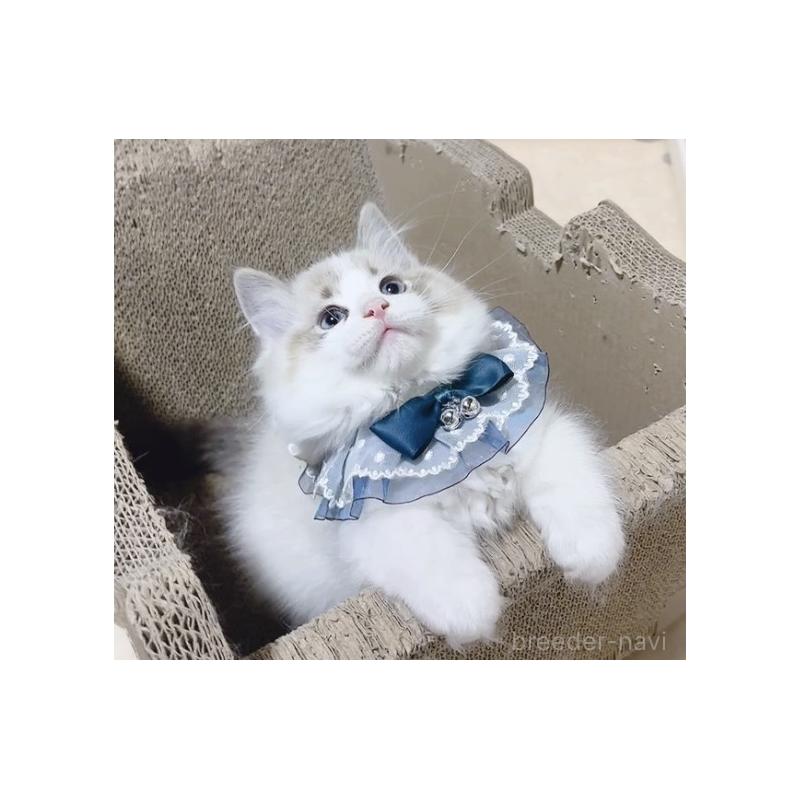 販売中の岐阜県のラグドール-134876