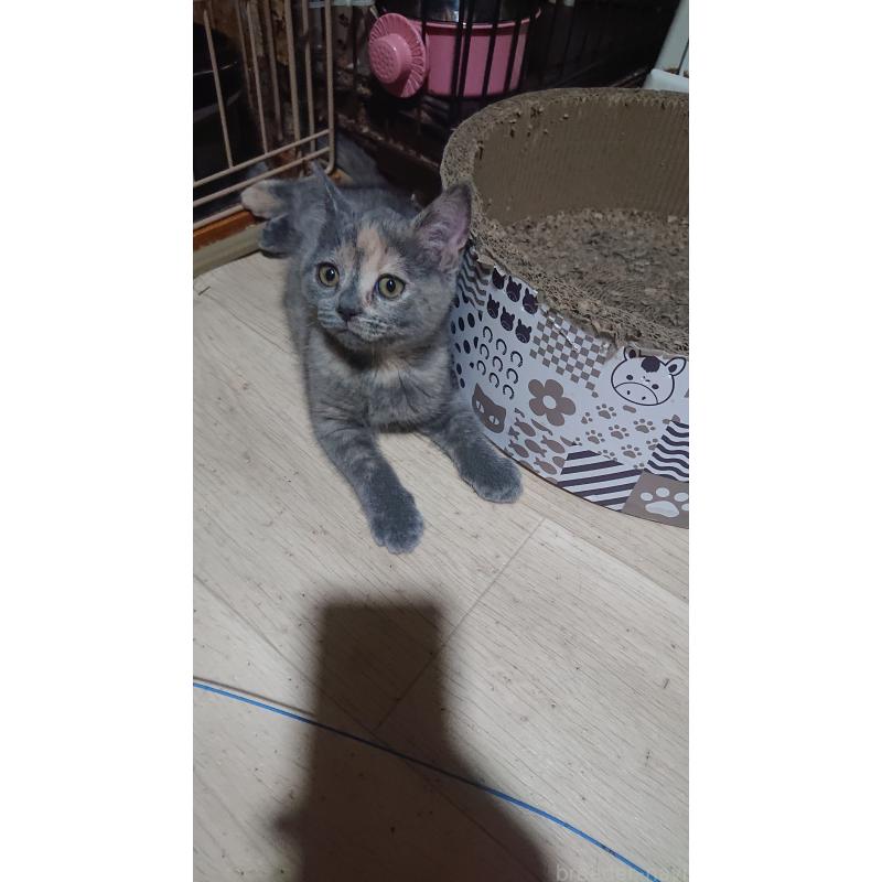 販売中の兵庫県のスコティッシュフォールド-136802の2枚目