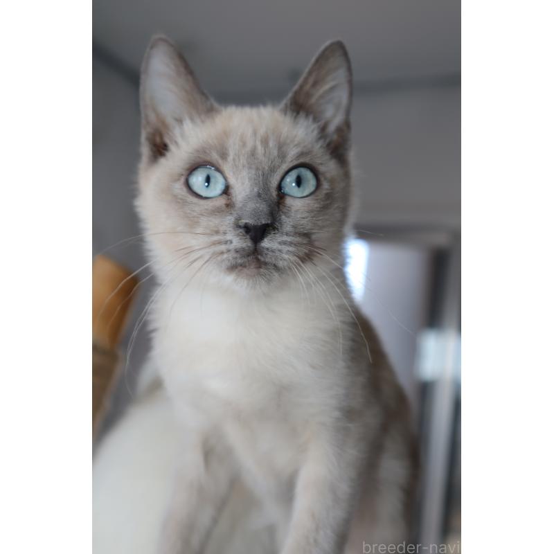 販売中の長野県のトイボブ-127879の2枚目