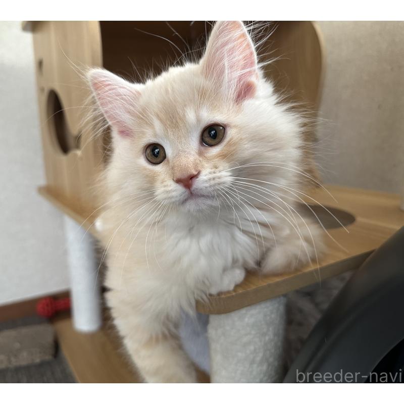 販売中の千葉県のサイベリアン-134398