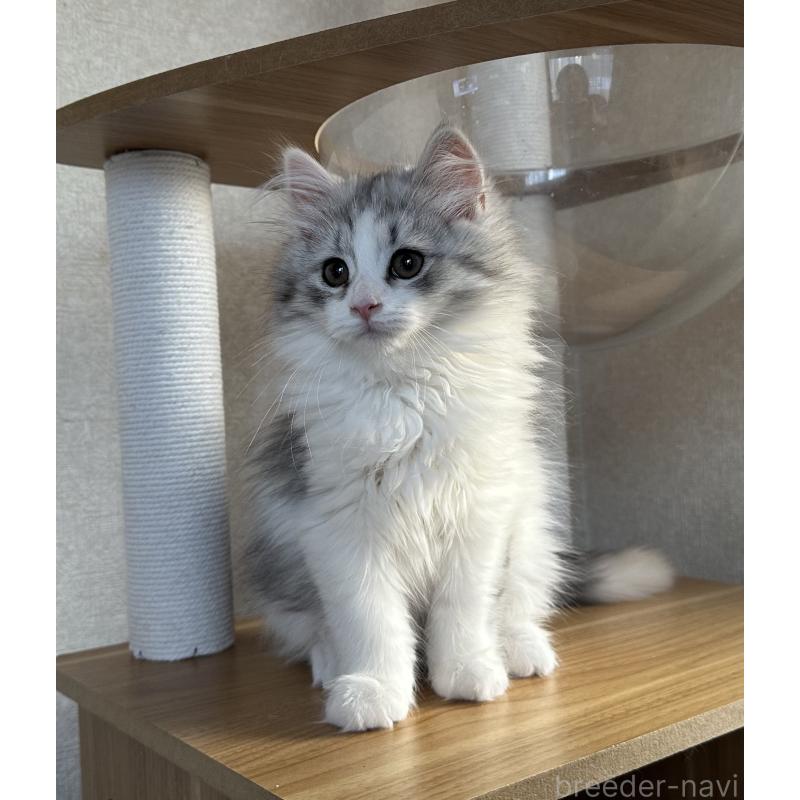 販売中の千葉県のサイベリアン-134397