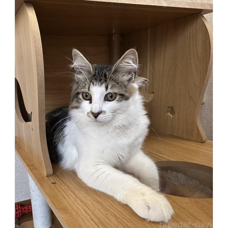 販売中の千葉県のサイベリアン-129489の2枚目