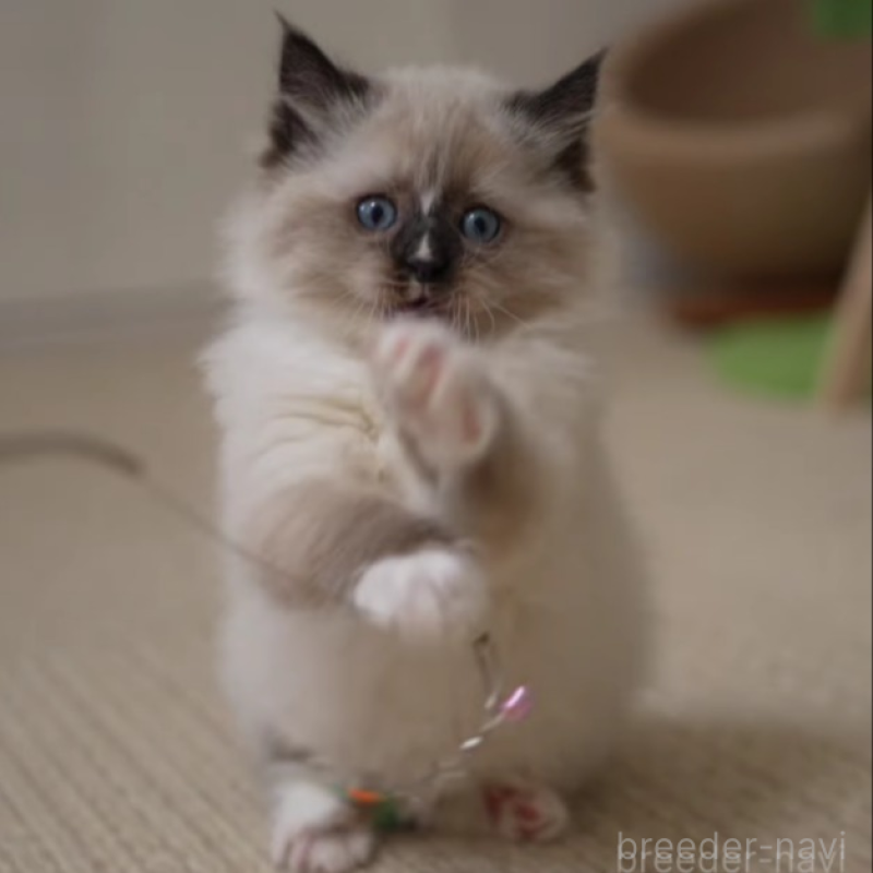 販売中の大阪府のサイベリアン-136716の6枚目