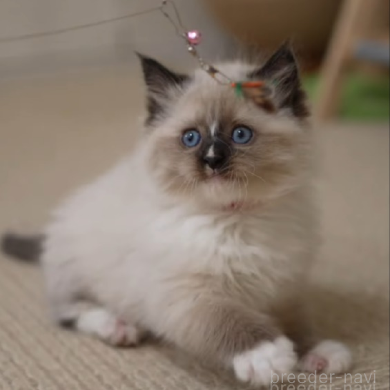 販売中の大阪府のサイベリアン-136716の5枚目