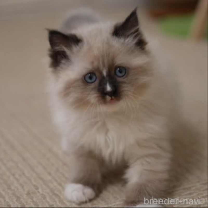 販売中の大阪府のサイベリアン-136716