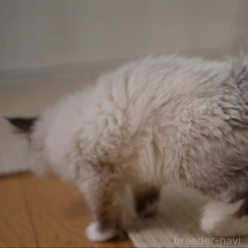 販売中の大阪府のサイベリアン-136716の3枚目