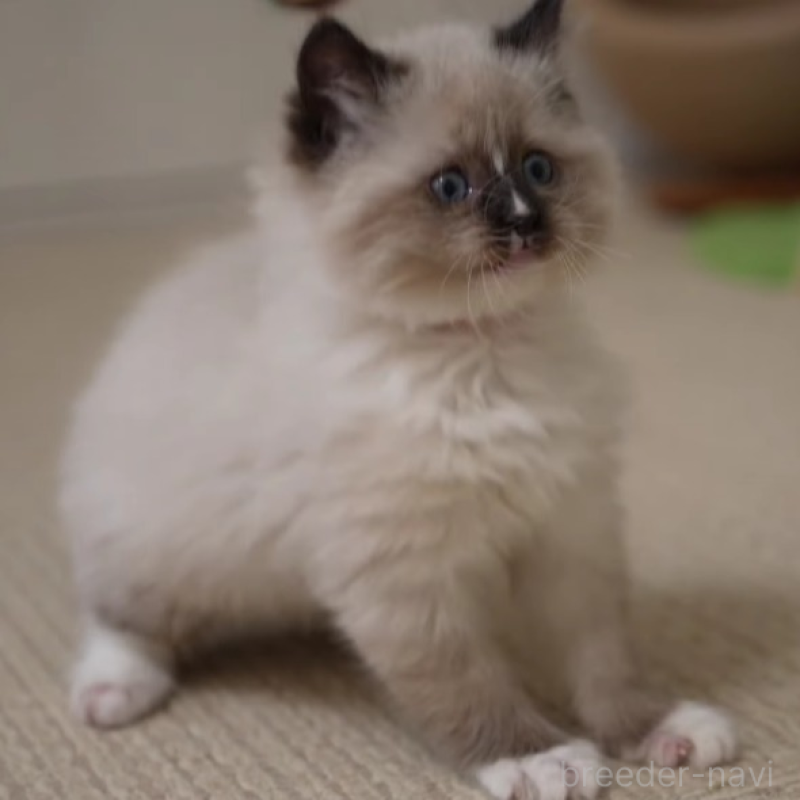 販売中の大阪府のサイベリアン-136716の2枚目