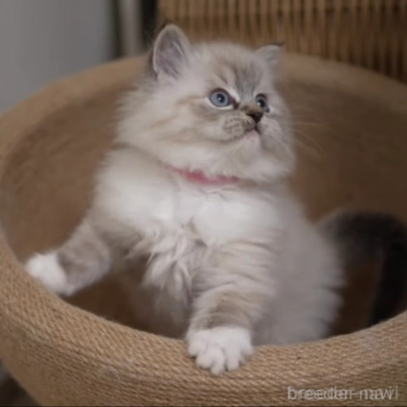 販売中の大阪府のサイベリアン-136717の5枚目