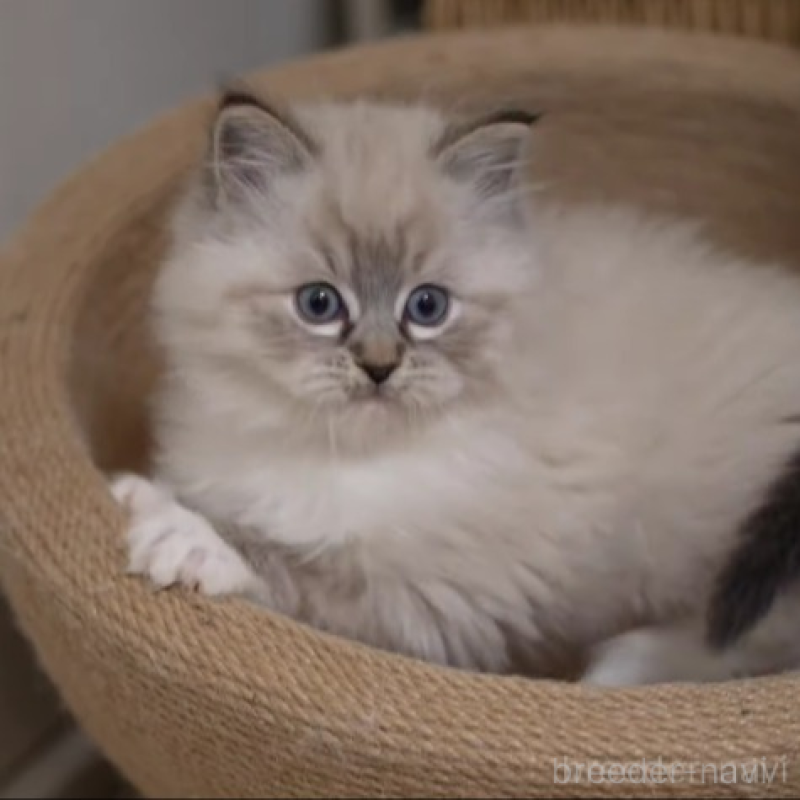 販売中の大阪府のサイベリアン-136717の1枚目