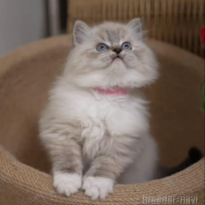 販売中の大阪府のサイベリアン-136717の4枚目