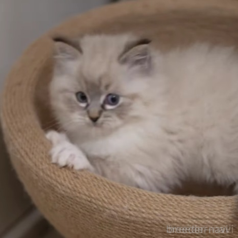 販売中の大阪府のサイベリアン-136717の3枚目