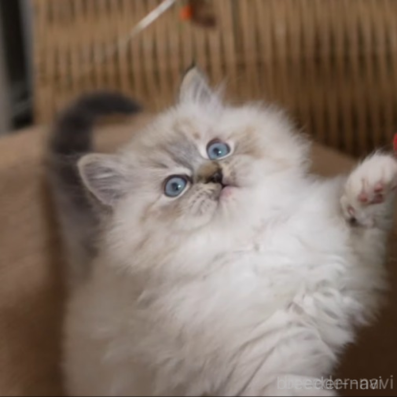 販売中の大阪府のサイベリアン-136717の2枚目