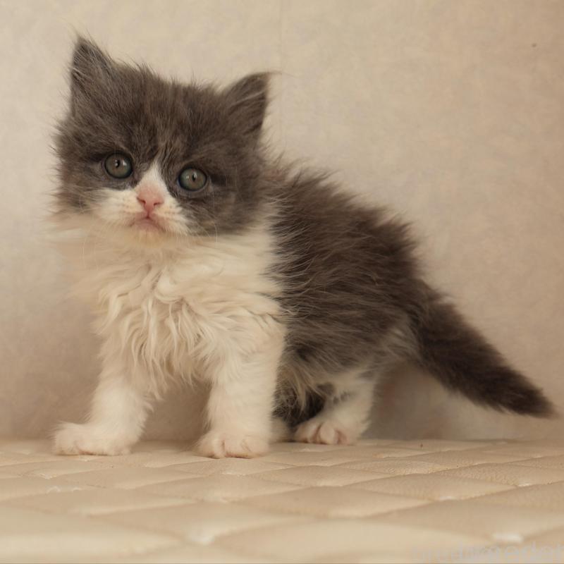 販売中の静岡県のブリティッシュショートヘア-134844の5枚目