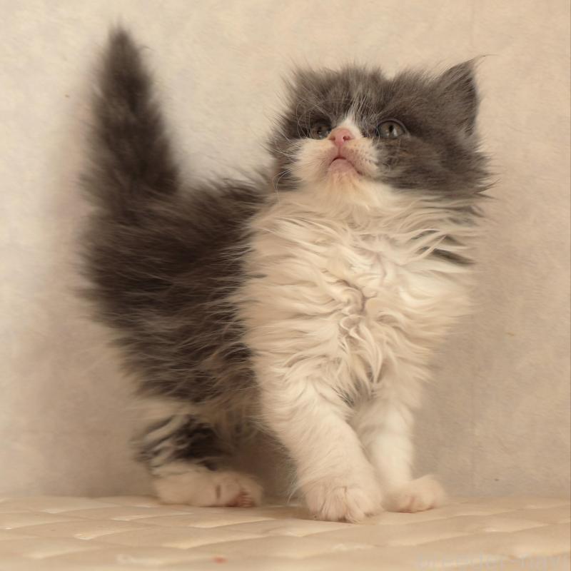 販売中の静岡県のブリティッシュショートヘア-134844の4枚目