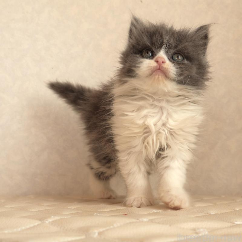 販売中の静岡県のブリティッシュショートヘア-134844の3枚目