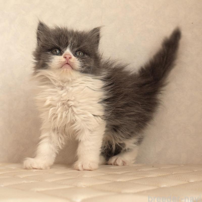 販売中の静岡県のブリティッシュショートヘア-134844の2枚目