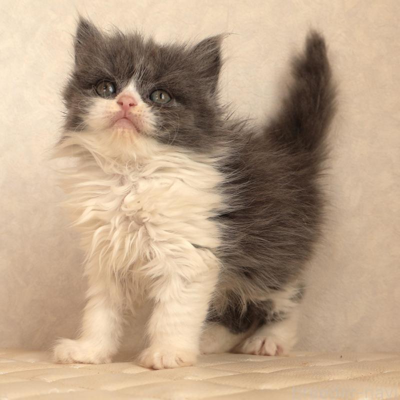 販売中の静岡県のブリティッシュショートヘア-134844