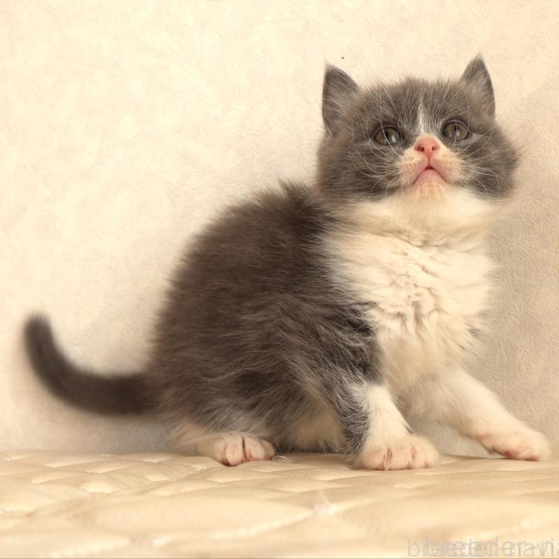 販売中の静岡県のブリティッシュショートヘア-134841の5枚目