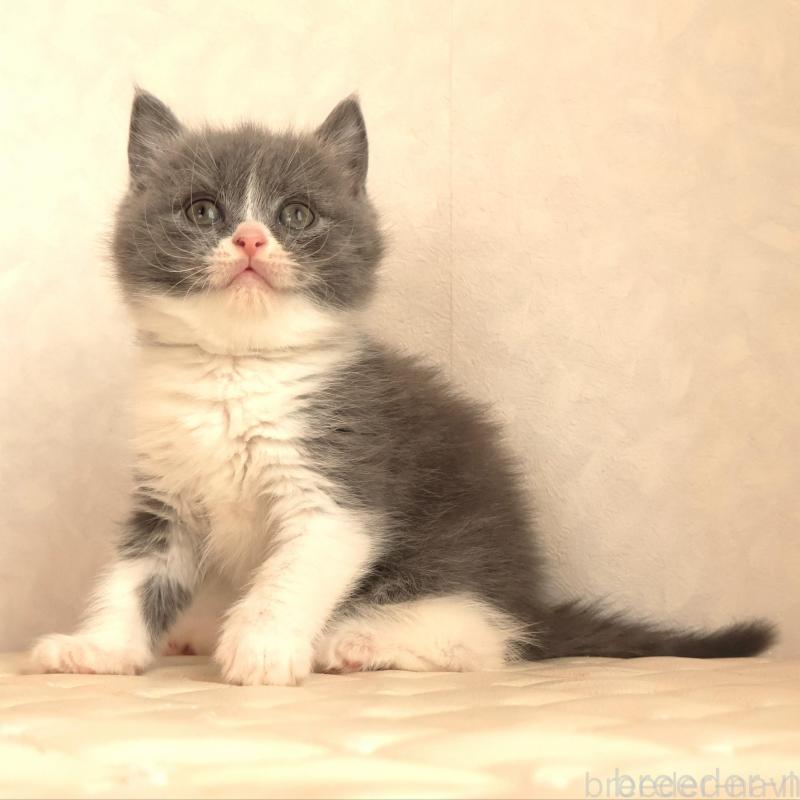 販売中の静岡県のブリティッシュショートヘア-134841の3枚目