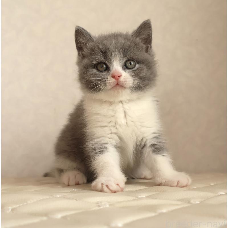 販売中の静岡県のブリティッシュショートヘア-134843の5枚目