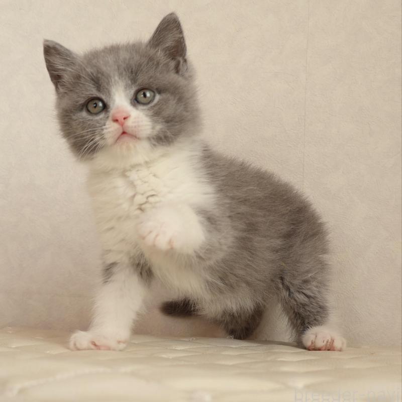 販売中の静岡県のブリティッシュショートヘア-134843の4枚目