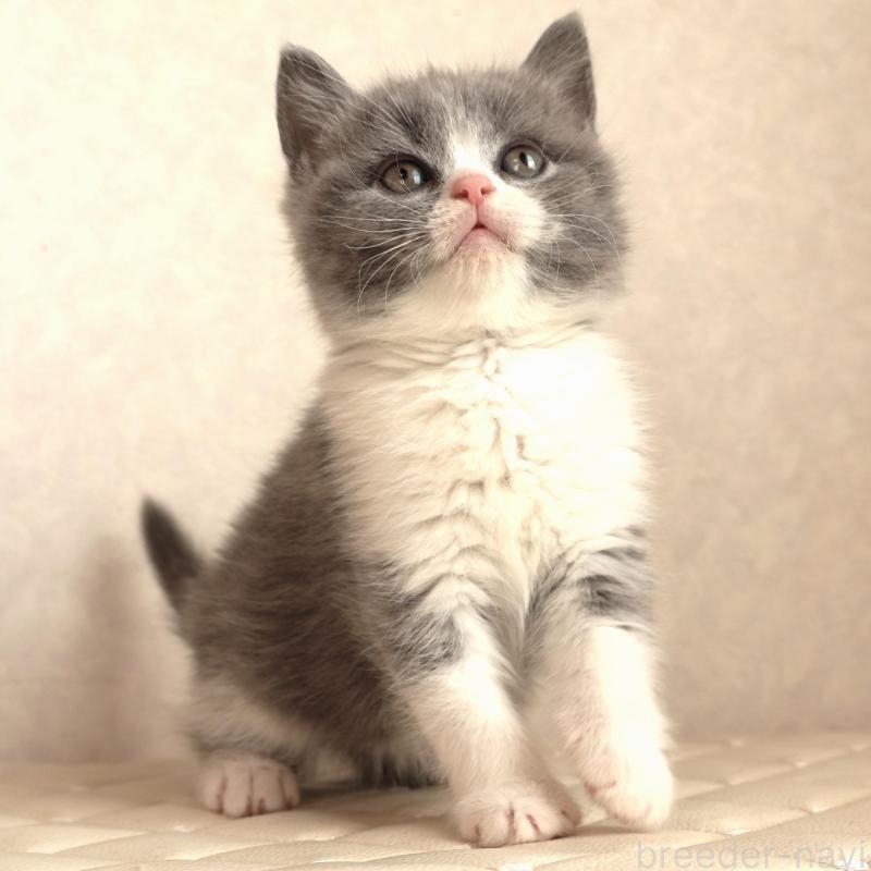 販売中の静岡県のブリティッシュショートヘア-134843の3枚目