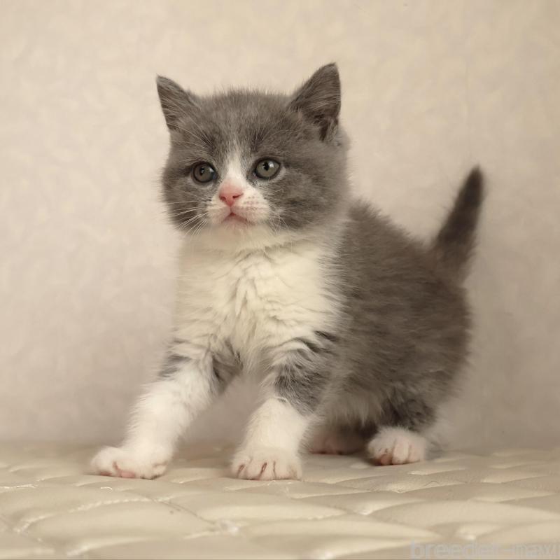 販売中の静岡県のブリティッシュショートヘア-134843