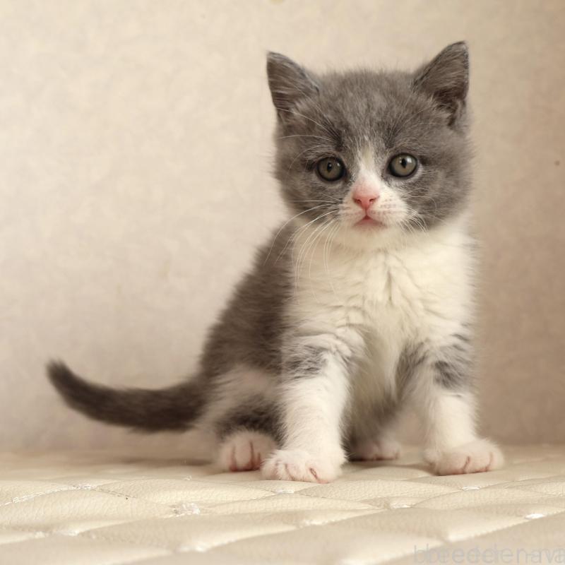 販売中の静岡県のブリティッシュショートヘア-134843の2枚目