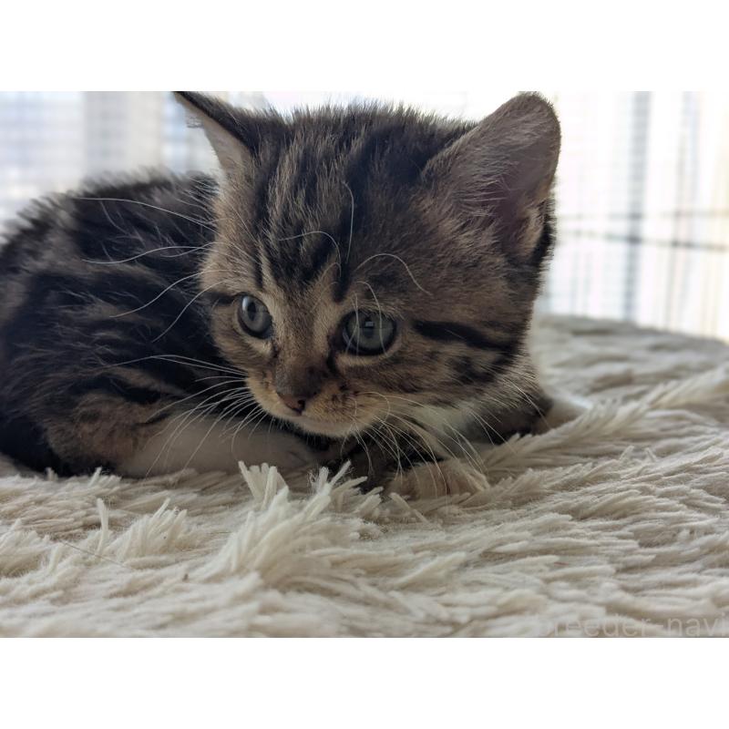 商談中の神奈川県のスコティッシュストレート-135671の4枚目