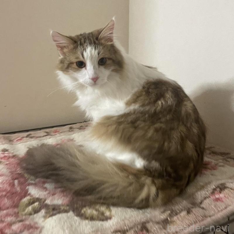 販売中の群馬県のサイベリアン-136718の1枚目